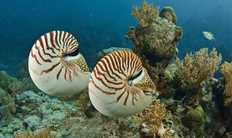 Nautilus, Si Cumi Bercangkang