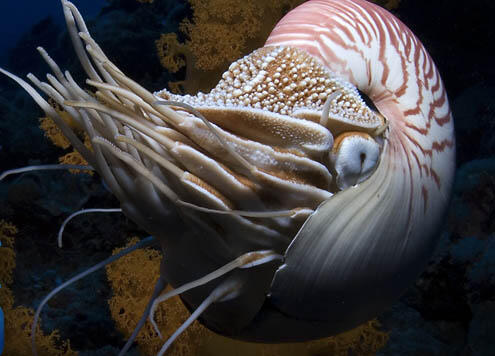 Nautilus, Si Cumi Bercangkang