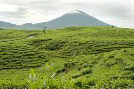 KAYU ARO, Kebun Teh Tertua di Indonesia dan Terluas di Dunia