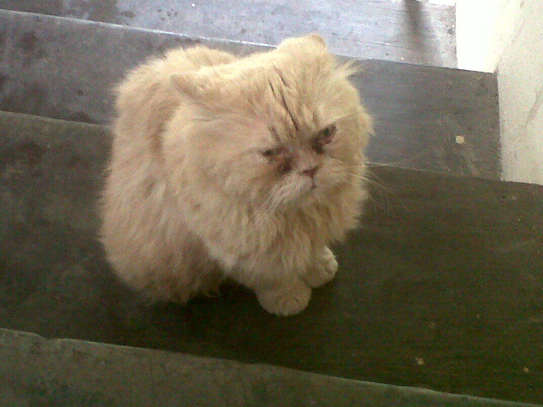 URGENT !!! Kucing anggora terlantar 