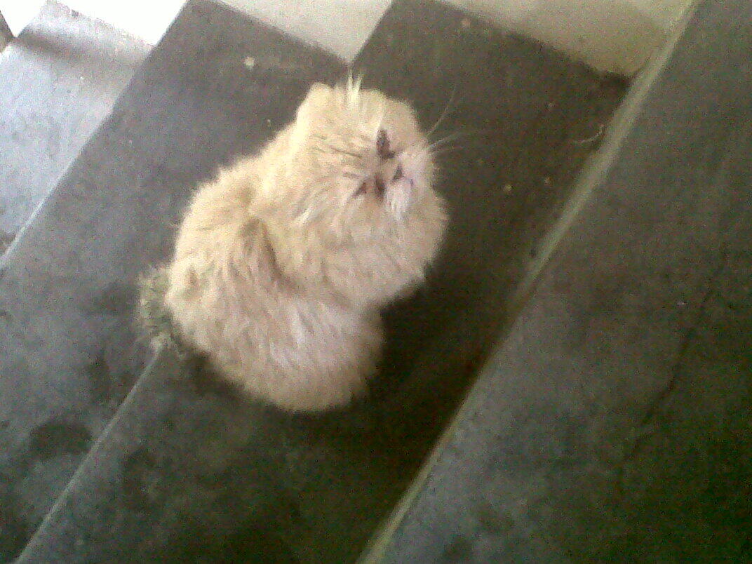 URGENT !!! Kucing anggora terlantar 