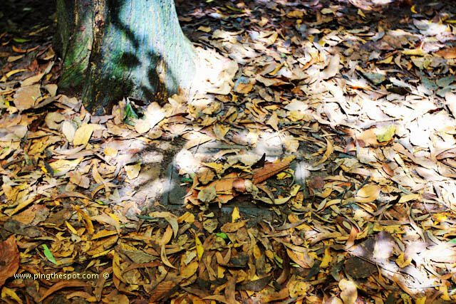 Cu Chi Tunnels Vietnam - Terowongan yang membuat frustasi Amerika