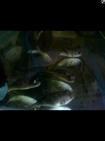 IKAN BUNTAL AIR TAWAR Puffer Fish ( FAHAKA)