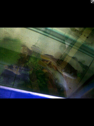 IKAN BUNTAL AIR TAWAR Puffer Fish ( FAHAKA)