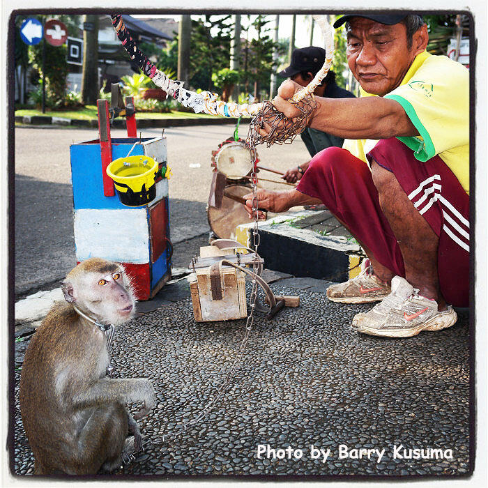 Perjalanan Sejarah Topeng Monyet di Indonesia.