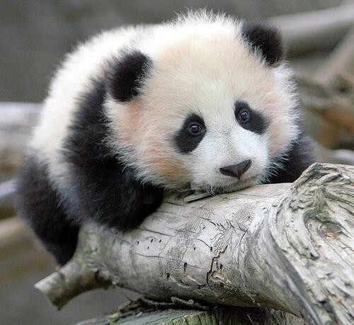 Panda, A Least Racist Creature