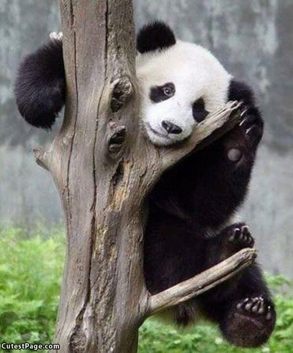 Panda, A Least Racist Creature