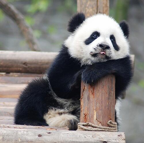 Panda, A Least Racist Creature
