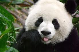 Panda, A Least Racist Creature