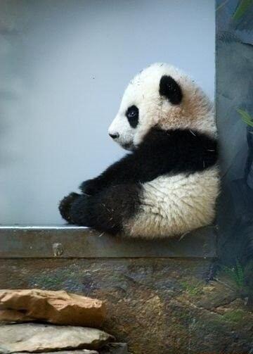 Panda, A Least Racist Creature