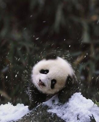 Panda, A Least Racist Creature
