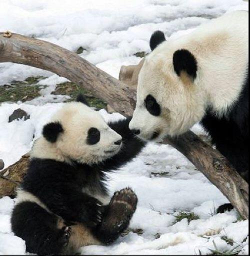 Panda, A Least Racist Creature