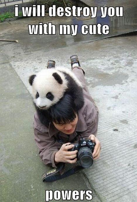 Panda, A Least Racist Creature