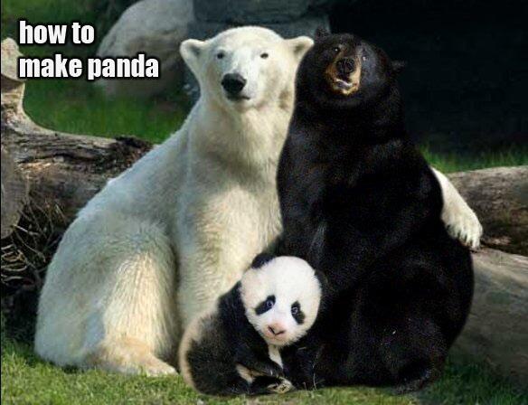 Panda, A Least Racist Creature