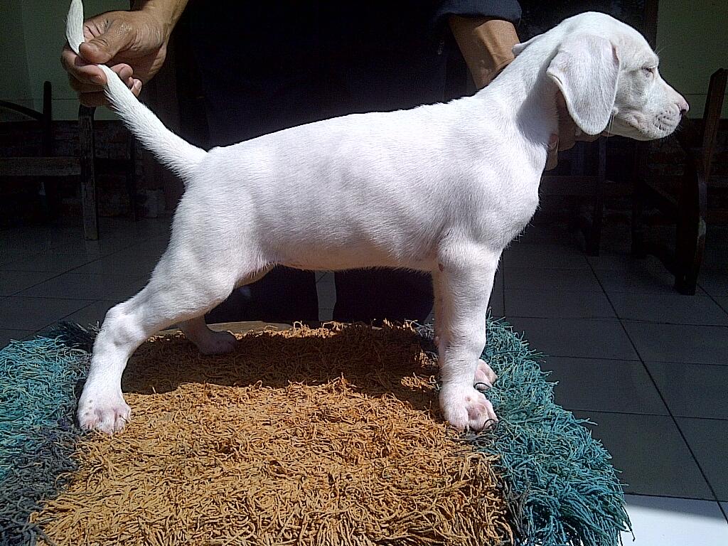 Jual Dogo Argentino Puppies (anak) Bandung