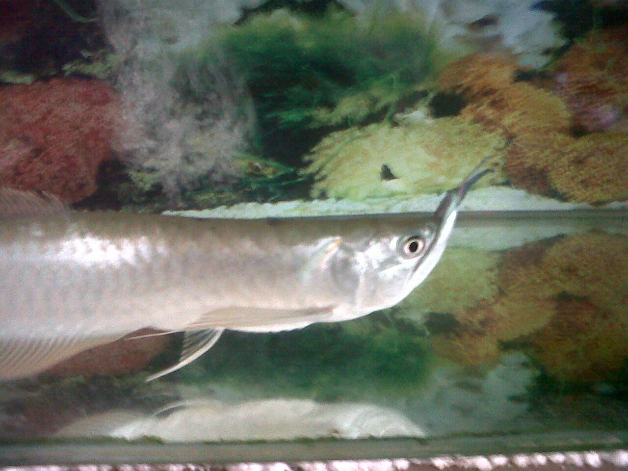 Arwana silver Langka , mirip tukul arwana