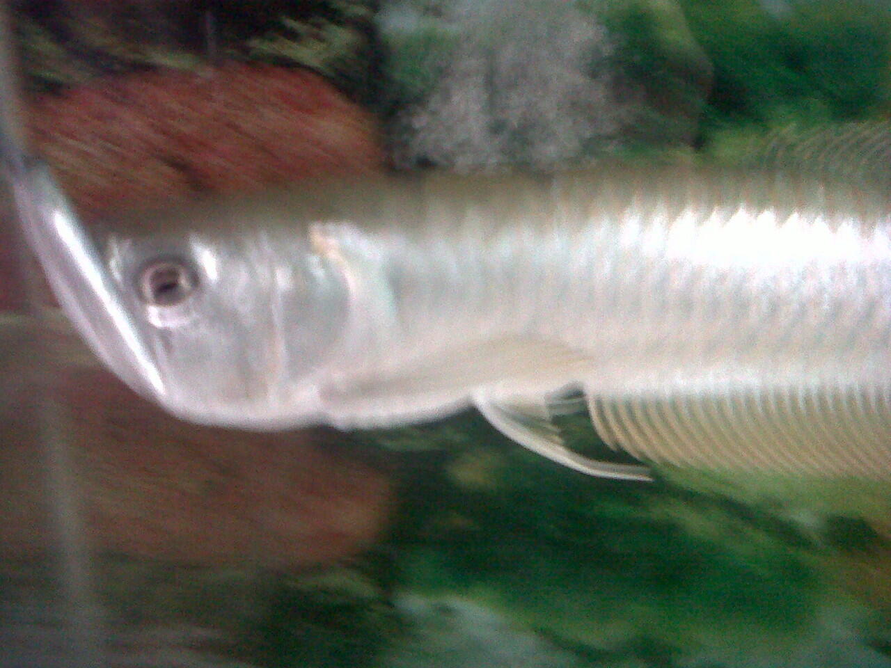 Arwana silver Langka , mirip tukul arwana