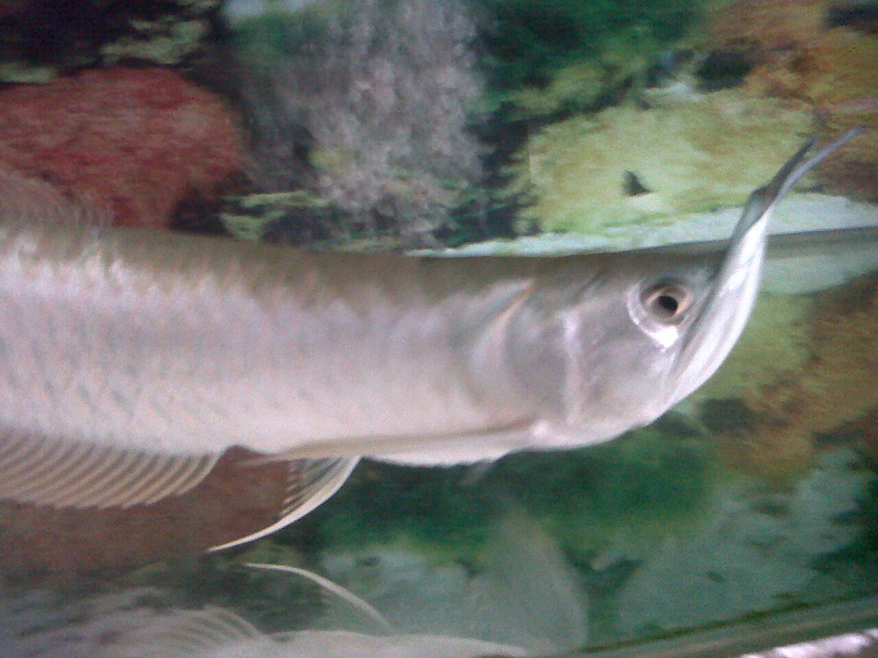 Arwana silver Langka , mirip tukul arwana