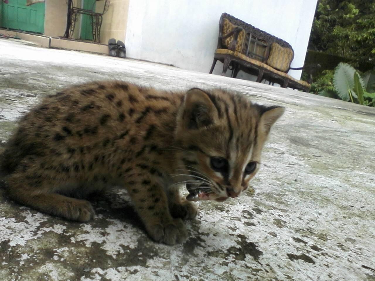 12 Ras Kucing Termahal di Dunia KASKUS