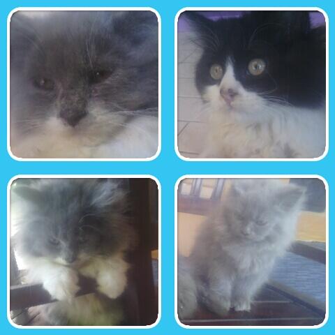 Jual Kucing Persia Umur 2 bulan