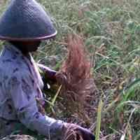 Bukan Lagi Agraris, Kini Indonesia Jadi Negara Agama