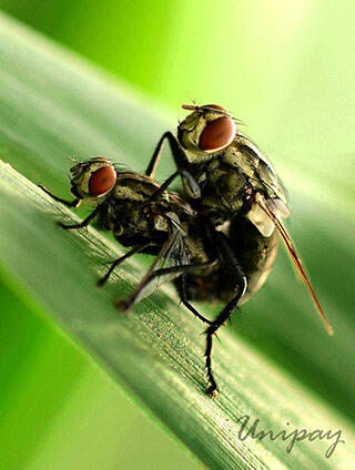 indahnya fotography macro