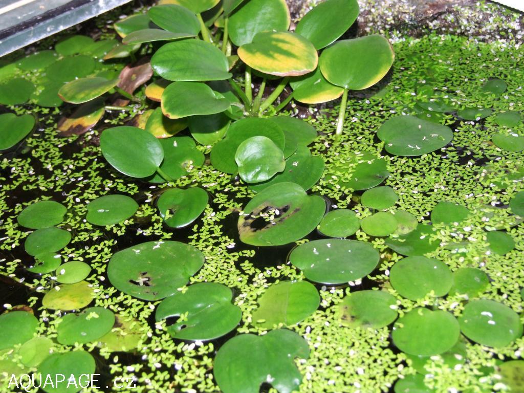 MARI MENGENAL DANAU DI BUMI KITA