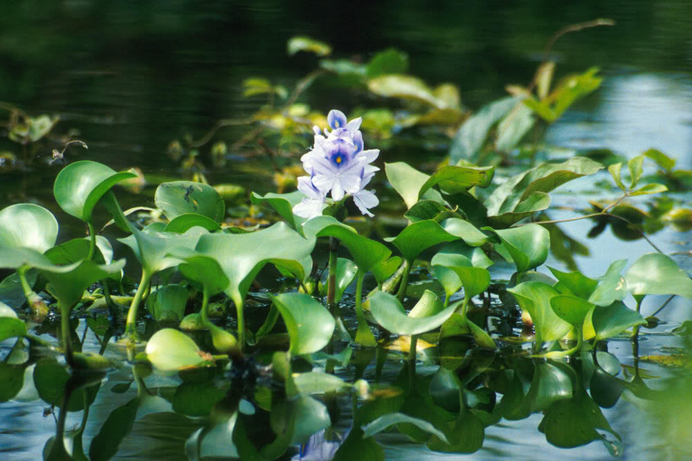 MARI MENGENAL DANAU DI BUMI KITA