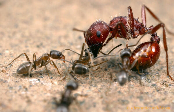 Foto-foto Makro Pertempuran Antar Semut