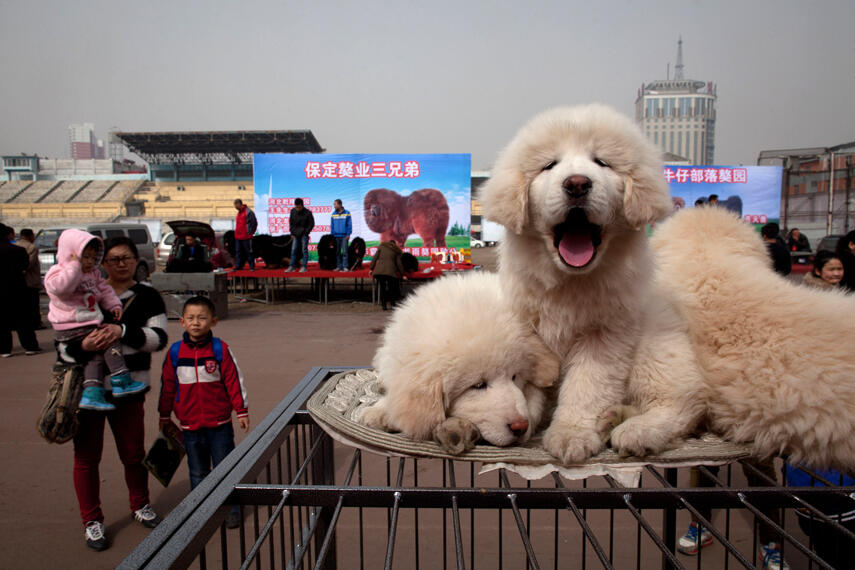 MENGENAL SEKILAS ANJING SANG PERTAPA (+pic)