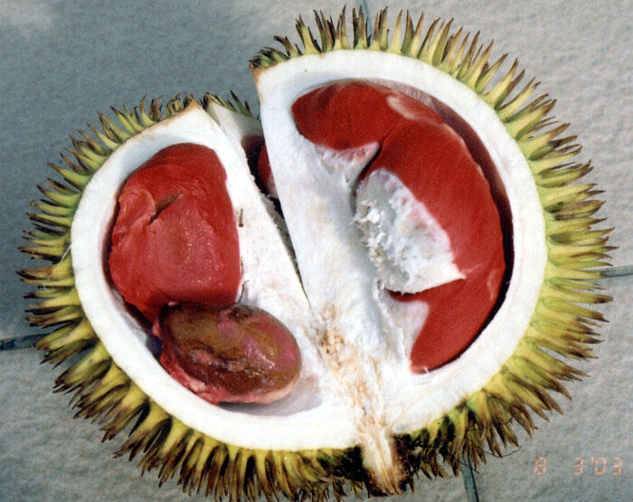 Inilah Durian Merah yang Sangat Langka