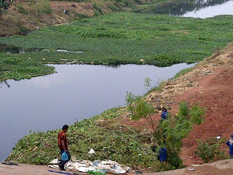 &#91;INFO&#93; Penyebab Muncul Eceng Gondok di DANAU PLUIT gan !