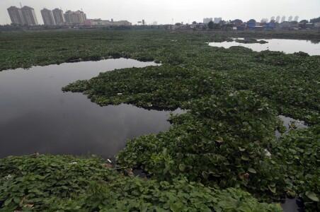 &#91;INFO&#93; Penyebab Muncul Eceng Gondok di DANAU PLUIT gan !