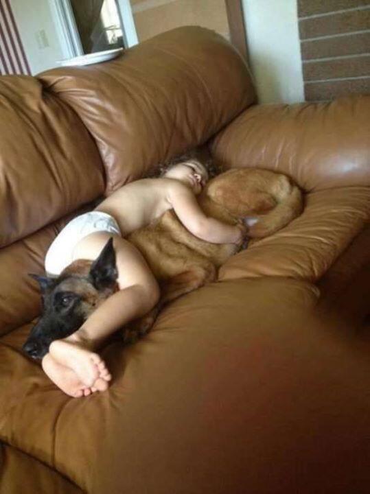 Anjing adalah teman terbaik