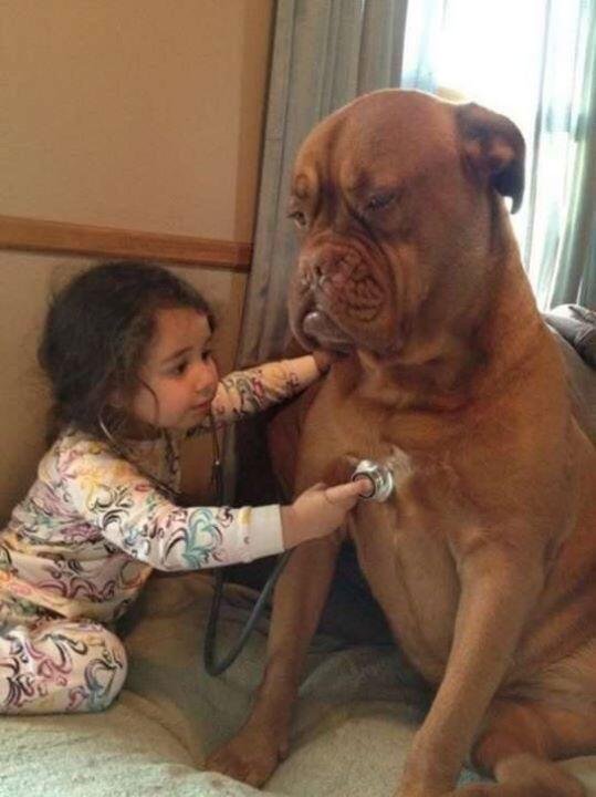 Anjing adalah teman terbaik