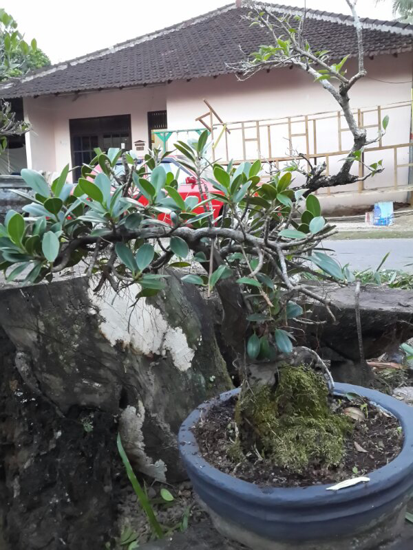 koleksi bonsai bapak ane..