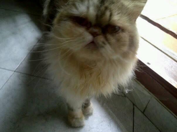 Kucing Persia Peaknose