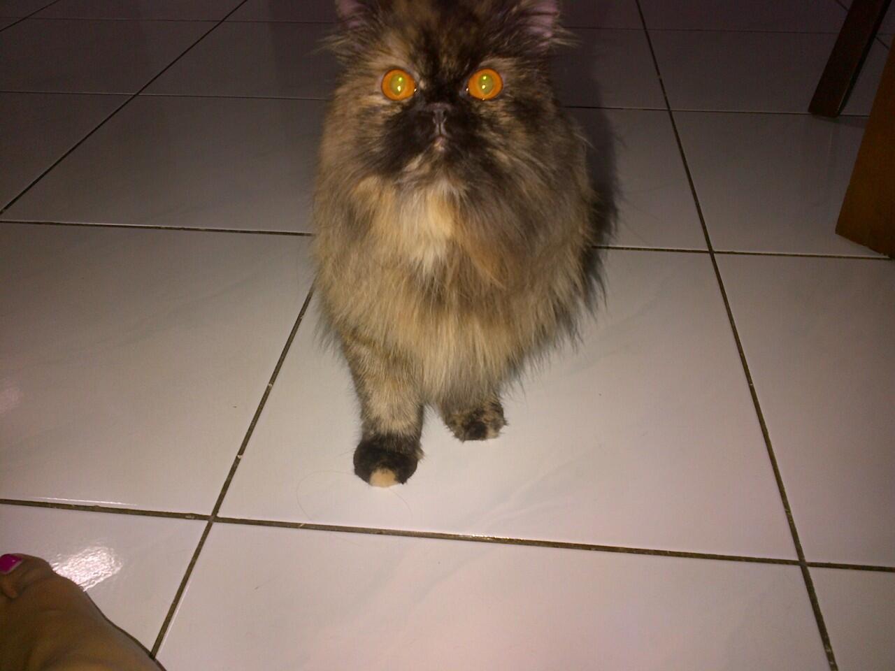 Kucing Persia Peaknose