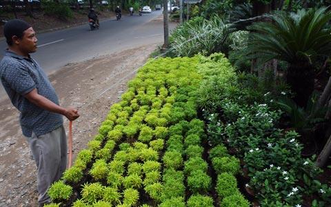 Basuki (AHOK): Tukang Tanaman Senayan Mundur 2 Meter atau Diusir?