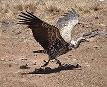 10 Rekor Burung di Dunia