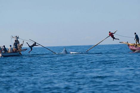TRADISI BERBURU IKAN PAUS DI PULAU LAMALERA.NTT