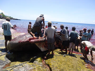 TRADISI BERBURU IKAN PAUS DI PULAU LAMALERA.NTT