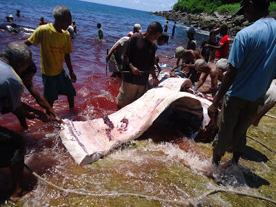 TRADISI BERBURU IKAN PAUS DI PULAU LAMALERA.NTT