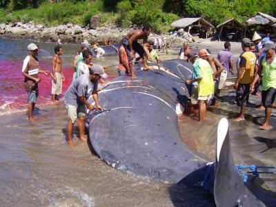 TRADISI BERBURU IKAN PAUS DI PULAU LAMALERA.NTT