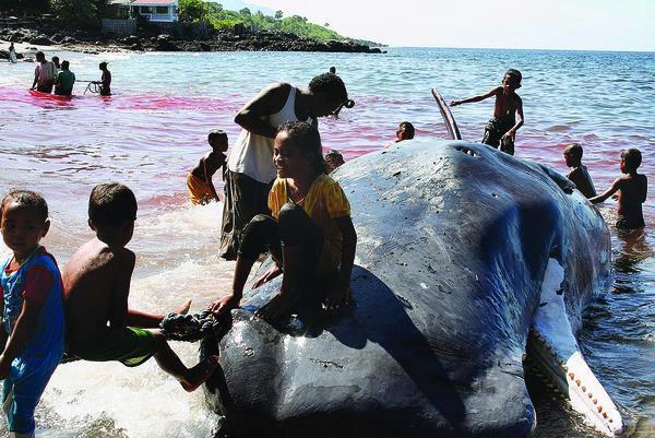 TRADISI BERBURU IKAN PAUS DI PULAU LAMALERA.NTT