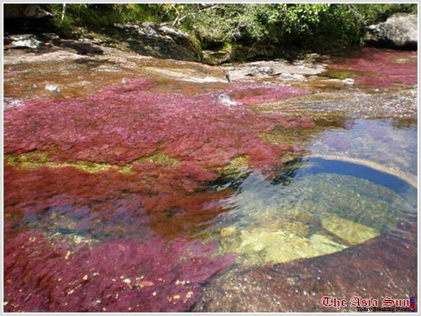 Serrania de La Macarena sungai lima warna yang menakjubkan!
