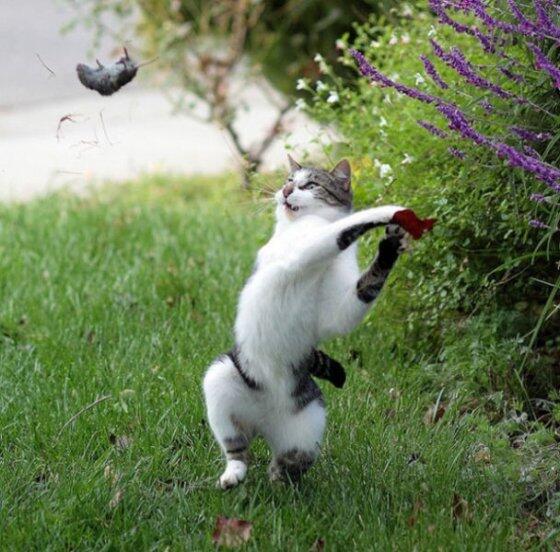 Foto-Foto Kucing yang Sangat Tepat Waktu