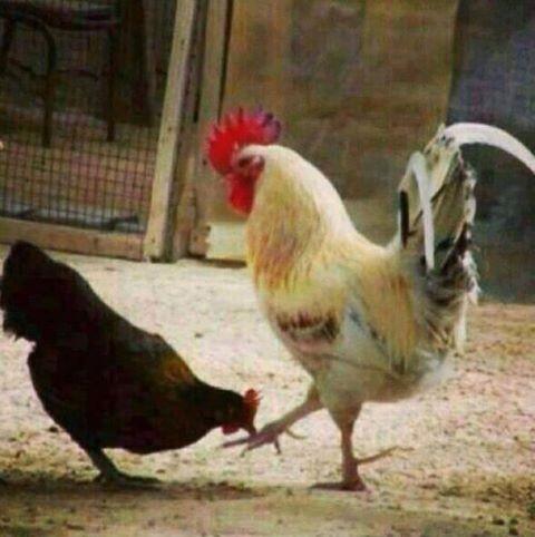 Dari Pada Galau Mending Ketawa-Ketawa Gan