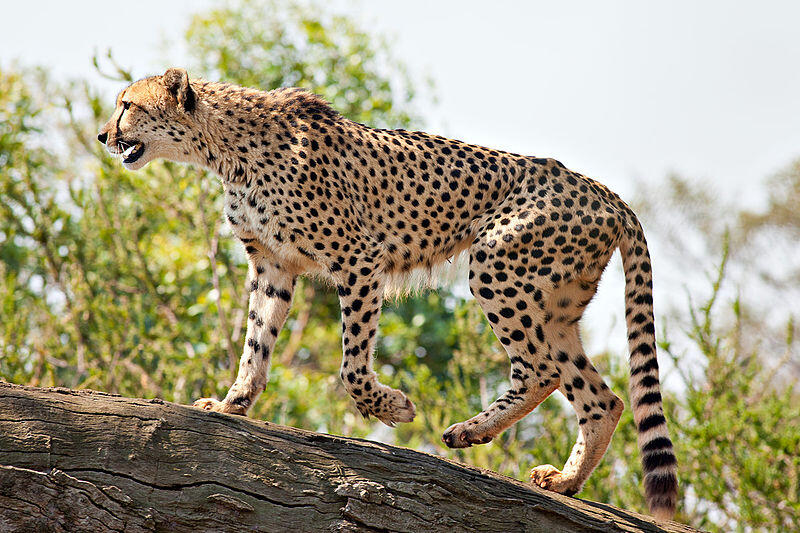 Perbedaan tiger(macan), jaguar, panther, puma, leopard, dan cheetah