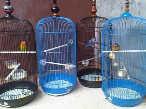 Terjual jual burung lovebird anak atau burung love bird 
